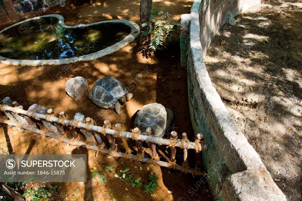 High angle view of two turtles in a zoo, Mahabalipuram, Kanchipuram District, Tamil Nadu, India