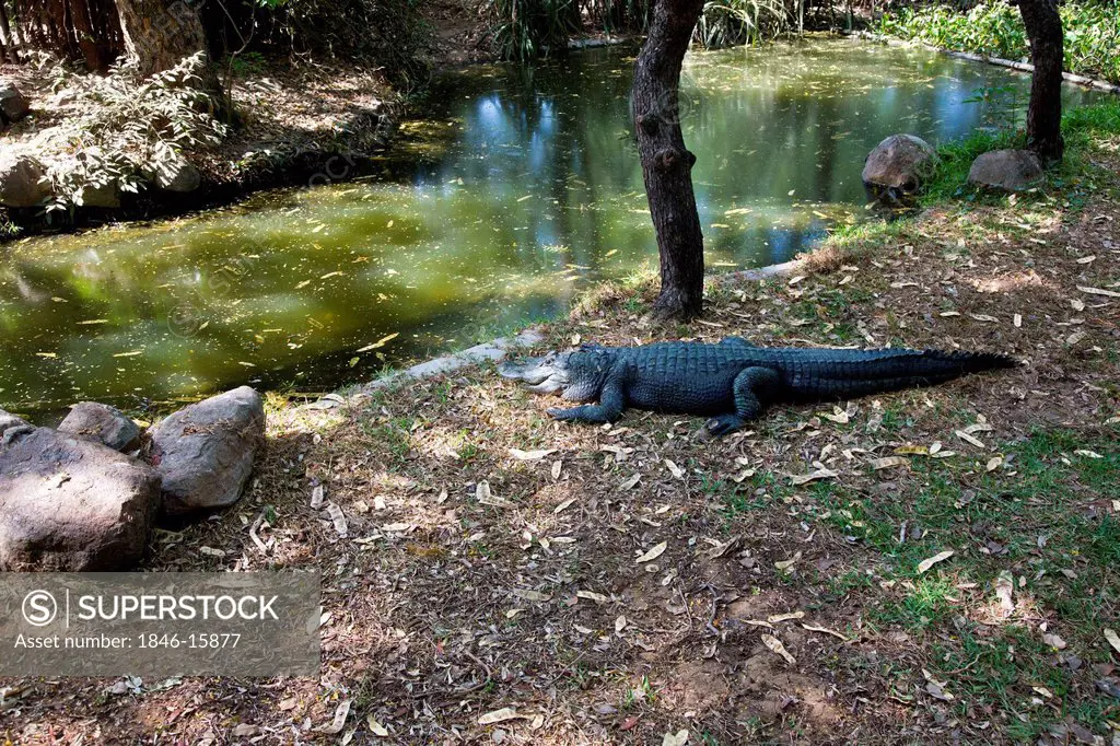 Crocodile resting outside a pond in a zoo, Mahabalipuram, Kanchipuram District, Tamil Nadu, India