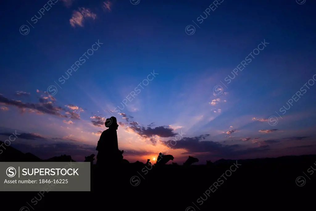Silhouette of a man with camels at sunset, Pushkar, Ajmer, Rajasthan, India