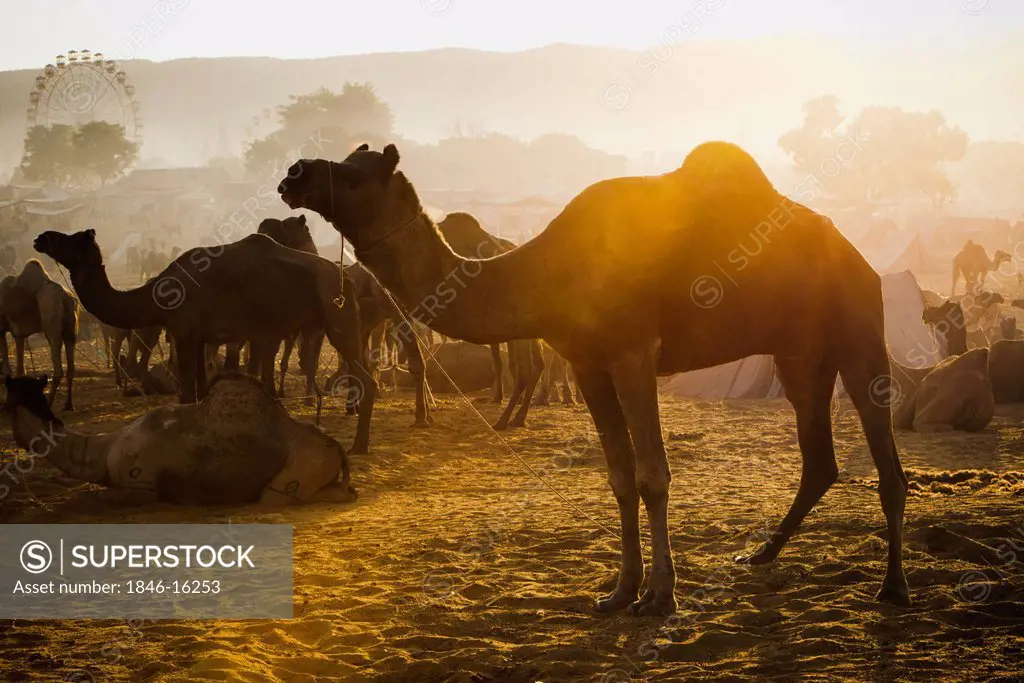 Camels at Pushkar Camel Fair, Pushkar, Ajmer, Rajasthan, India