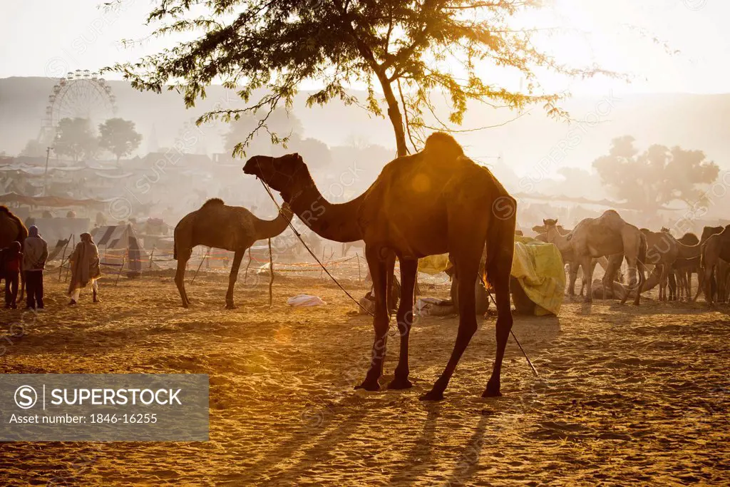 Scene at Pushkar Camel Fair, Pushkar, Ajmer, Rajasthan, India