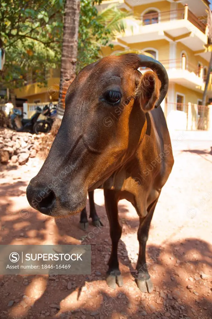 Close-up of a cow on a street, Goa, India
