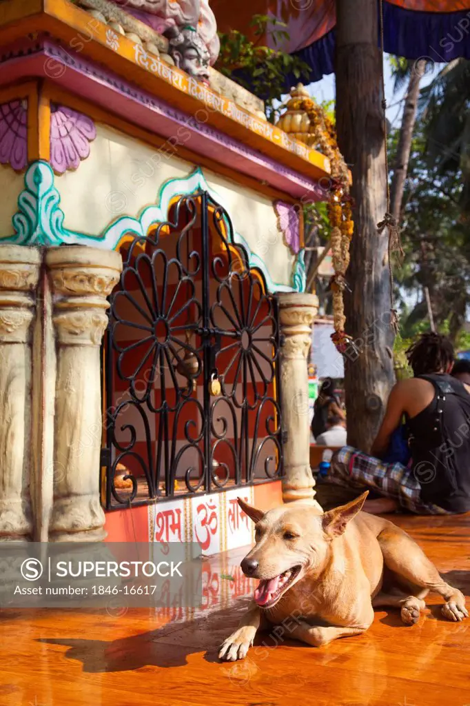 Dog sitting outside a temple, Goa, India