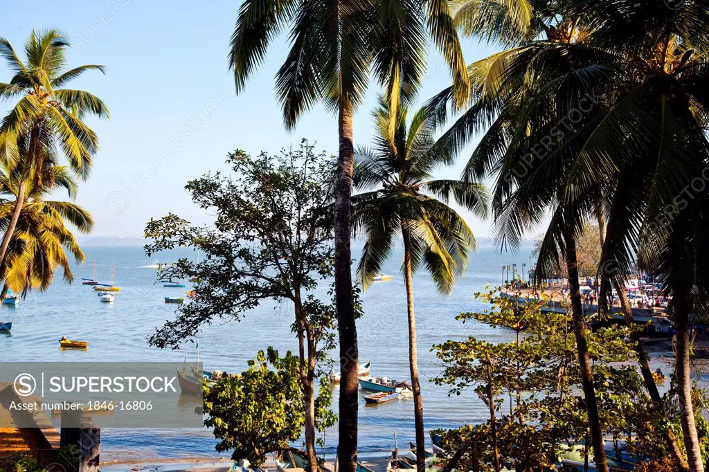 Palm trees on the beach, Dona Paula Beach, Panaji, Goa, India