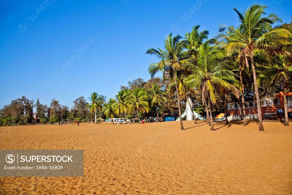 Palm trees on the beach, Miramar Beach, Panaji, North Goa, Goa, India