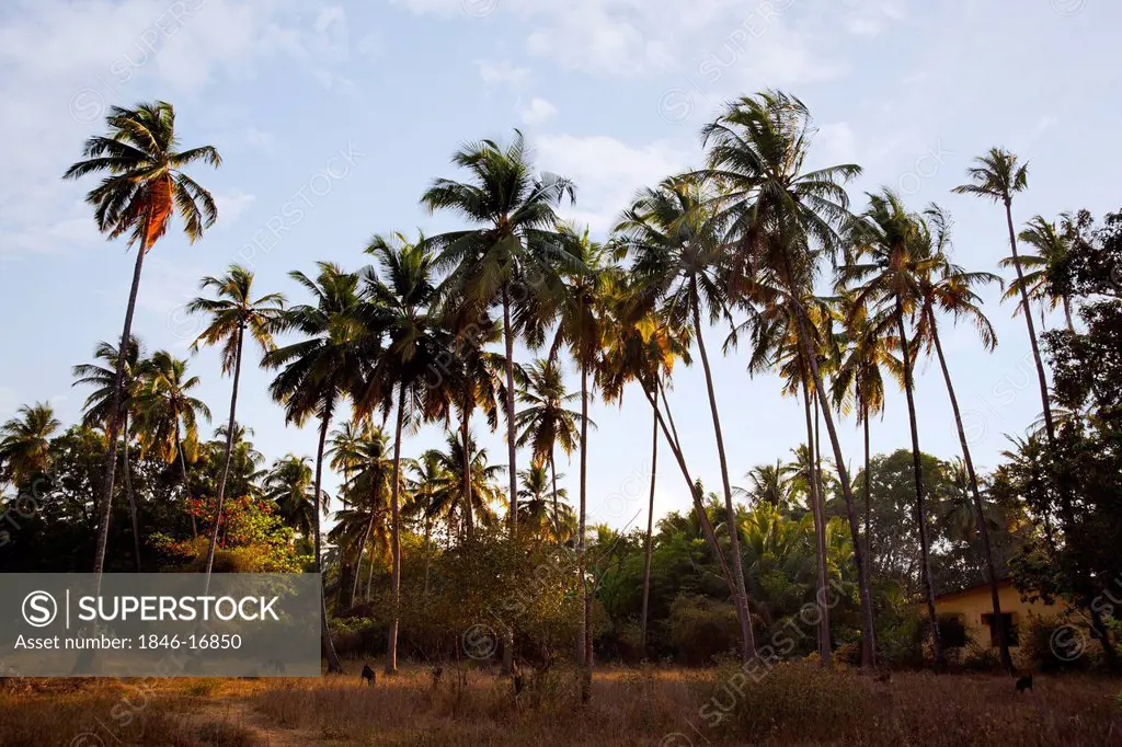 Palm tree grove, Panaji, Goa, India