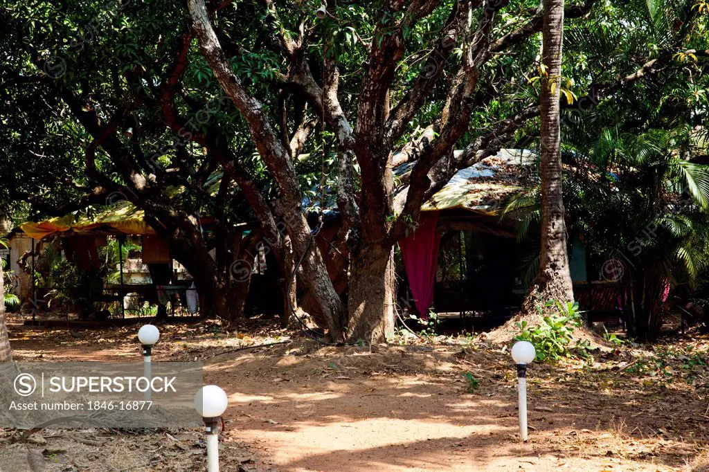 Restaurant surrounded by trees, My Place, Vagator, Bardez, North Goa, Goa, India