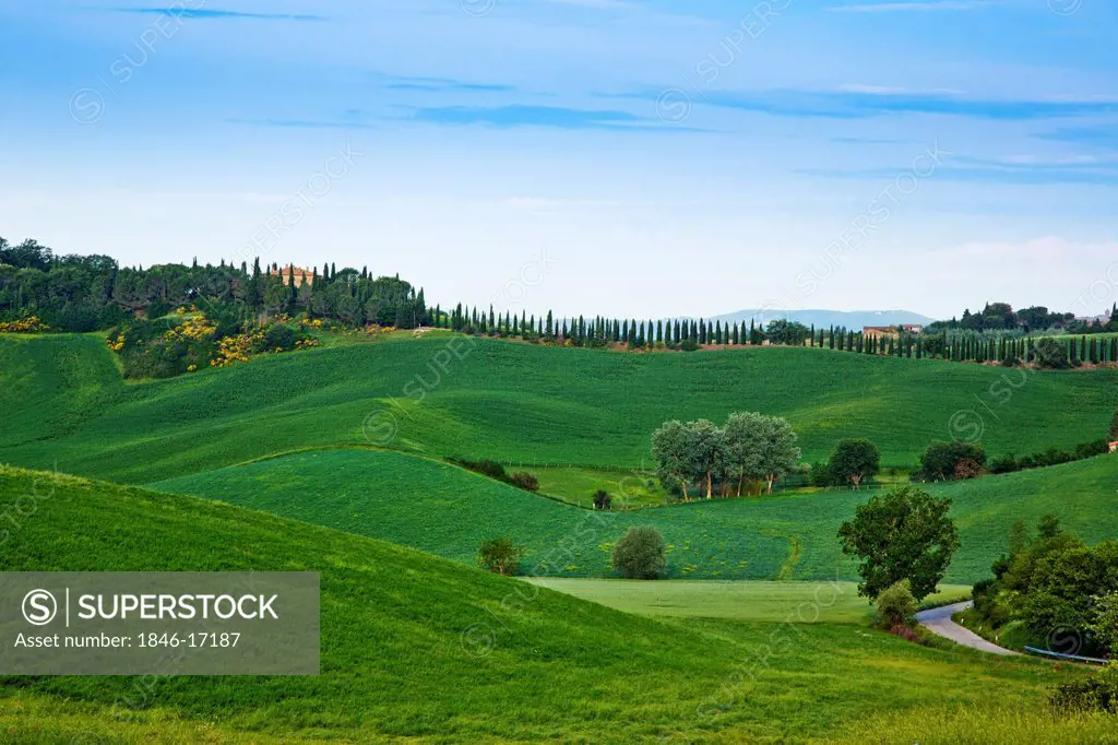 Trees in a valley, Siena, Tuscany, Italy