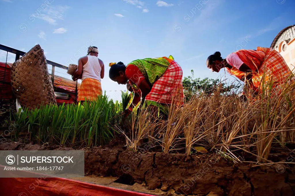 Glimpse showing rice plantation at traditional procession in a carnival, Goa Carnivals, Goa, India