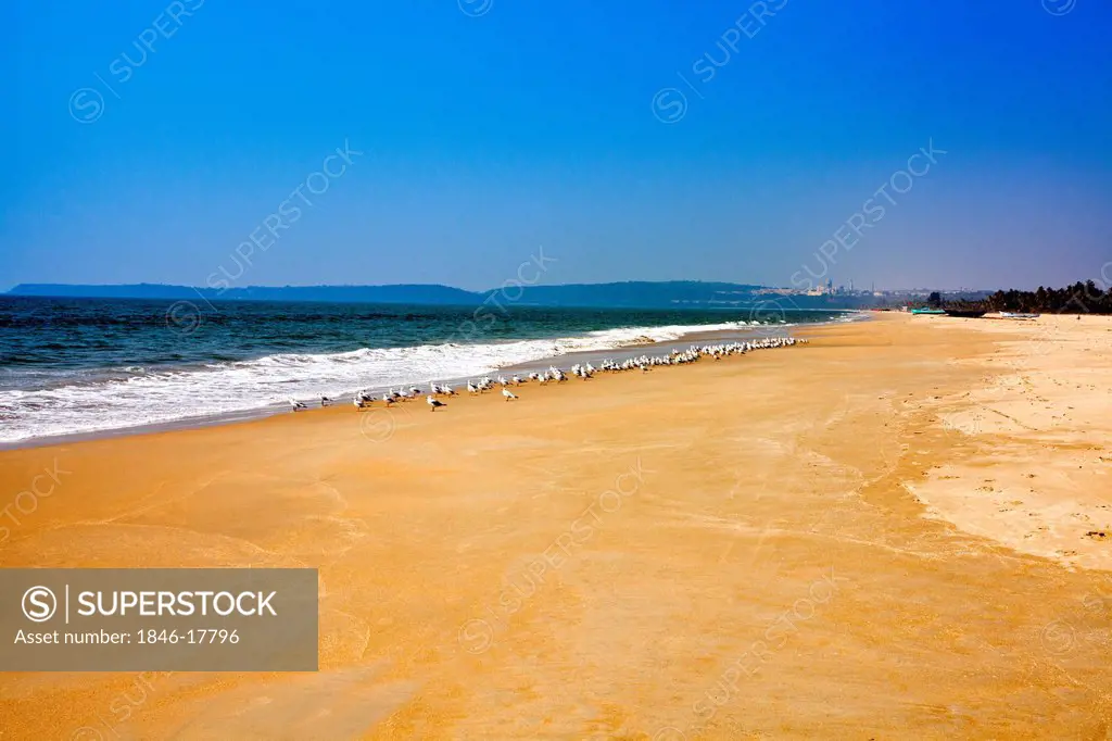 Flock of birds on the beach, Utorda Beach, Majorda, South Goa, Goa, India