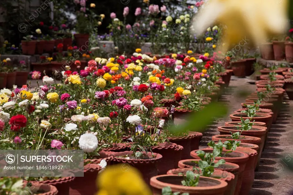 Flower nursery at Company Bagh in Mussoorie, Uttarakhand, India