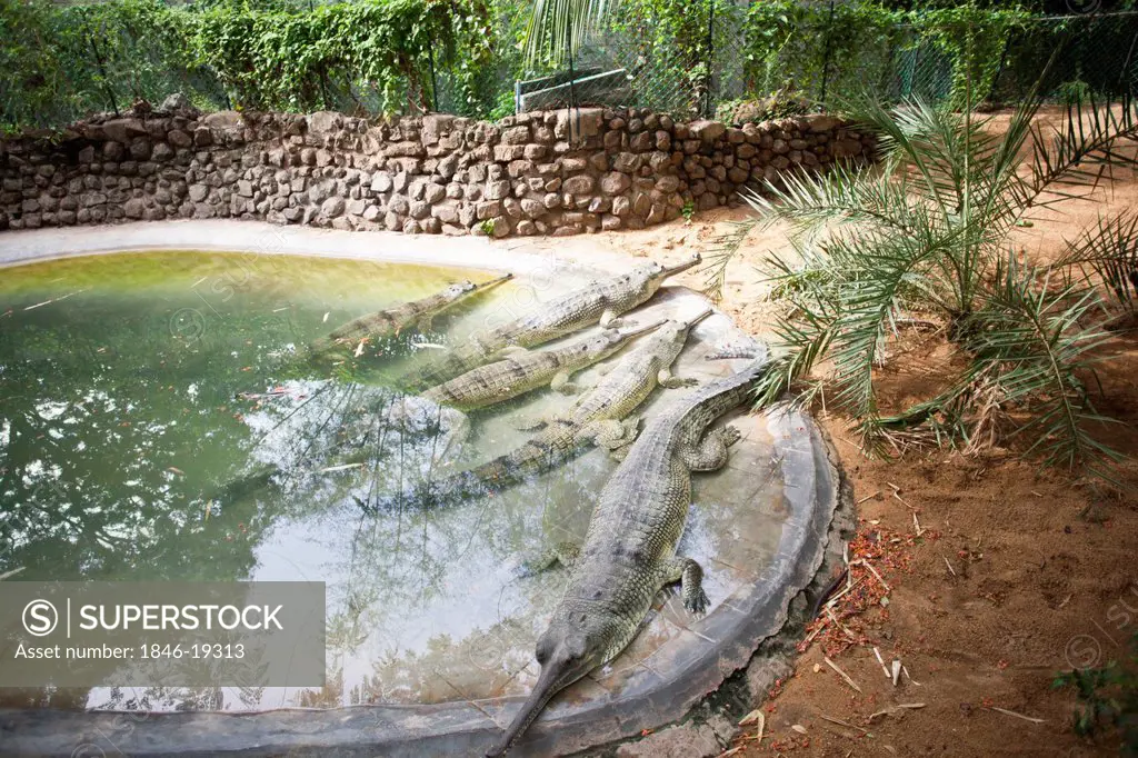 Crocodiles in a zoo, Chennai, Tamil Nadu, India