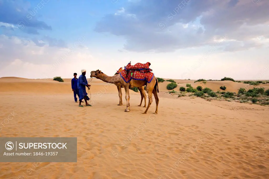 Two men standing with camels in a desert, Thar Desert, Jaisalmer, Rajasthan, India