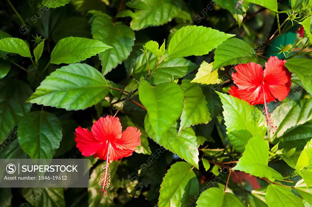 Close-up of red hibiscus flowers on a plant