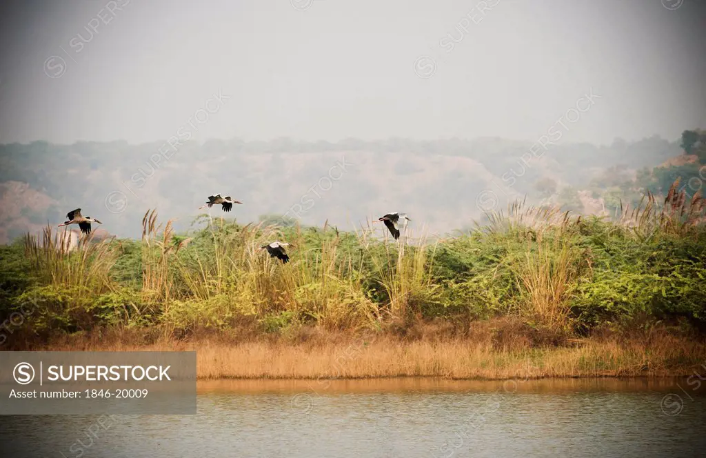 Birds flying over a lake, Damdama Lake, Gurgaon, India