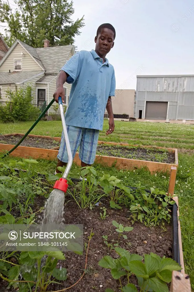 A boy waters a garden tended by children ages 5-11 in a program called Growing Healthy Kids, as part of the Earthworks Urban Garden, which grows food ...