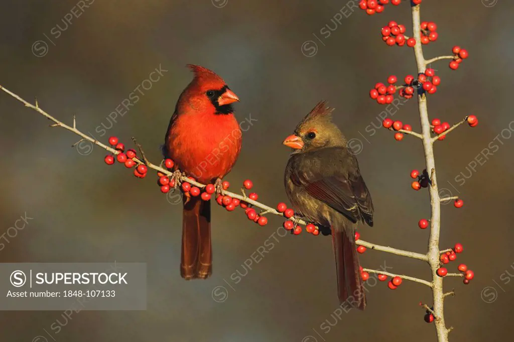 Northern Cardinal (Cardinalis cardinalis), pair eating Possum Haw Holly (Ilex decidua) berries, Bandera, Hill Country, Texas, USA
