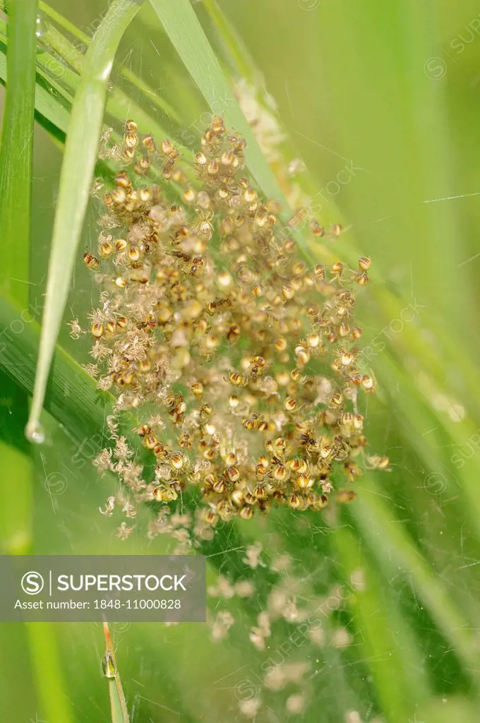 Four-spot Orb-weaver (Araneus quadratus), juveniles in a web, North Rhine-Westphalia, Germany