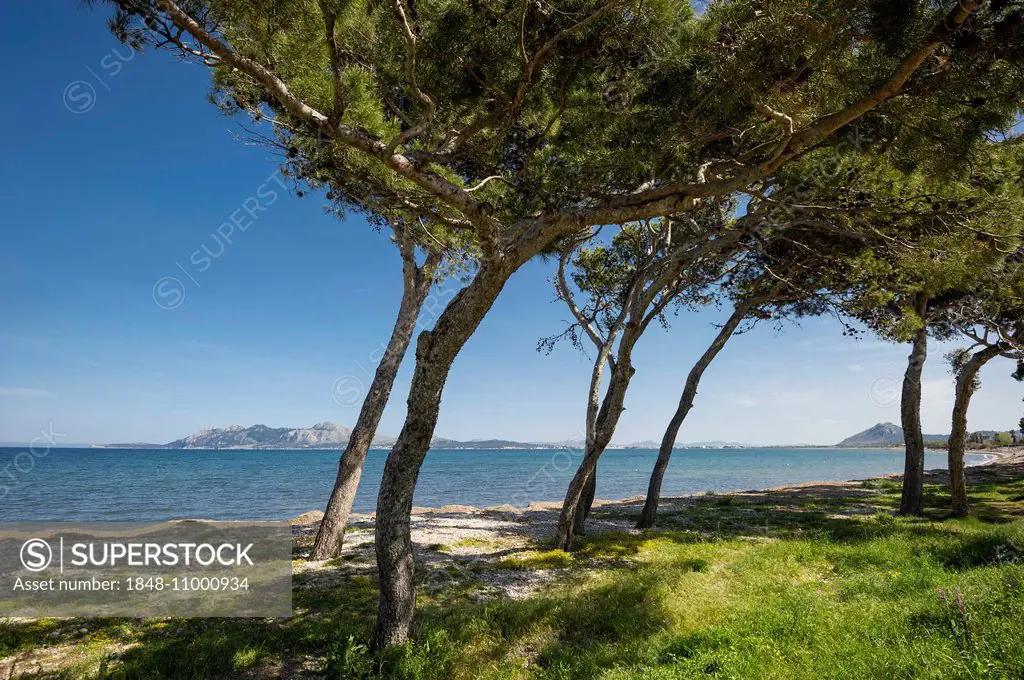 Pine trees and beach near Port de Pollença, Pollença, Majorca, Balearic Islands, Spain