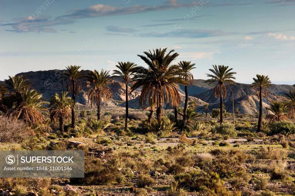 Palm trees in the Tabernas Desert, Almeria province, Andalucia, Spain