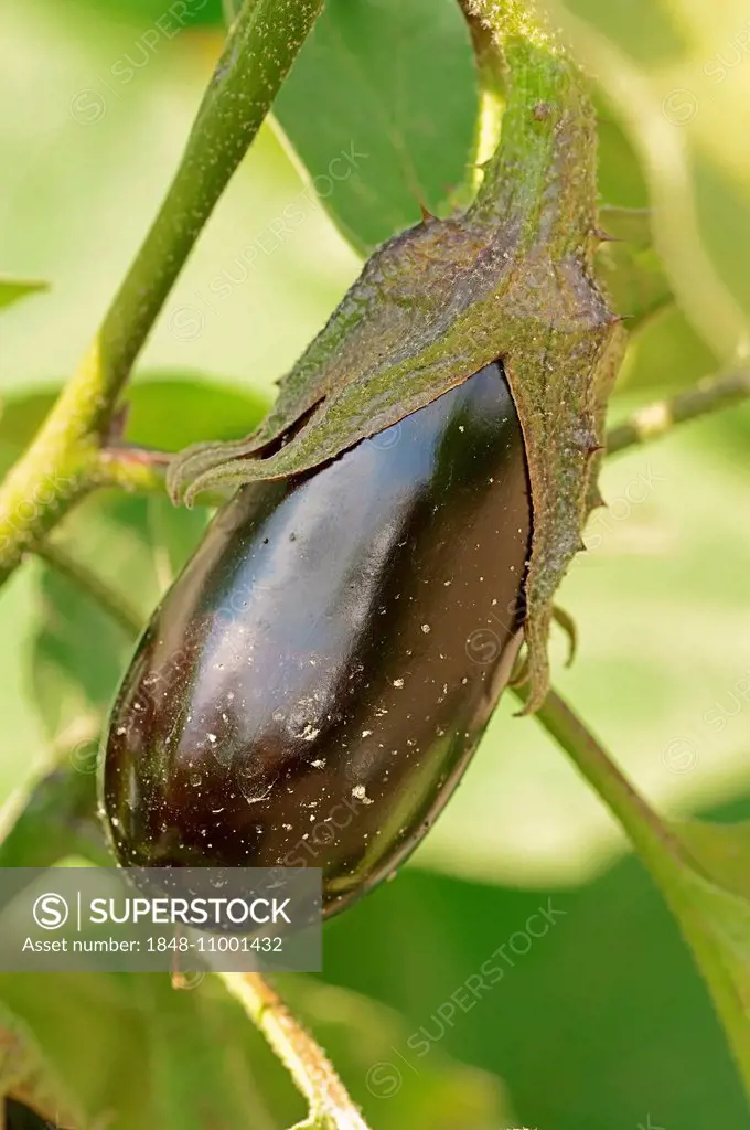 Aubergine or Eggplant (Solanum melongena), fruit