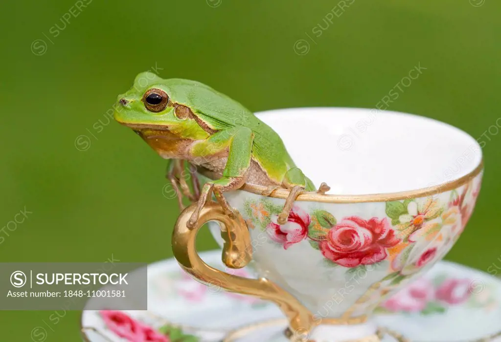 European Tree Frog (Hyla arborea) sitting in a cup