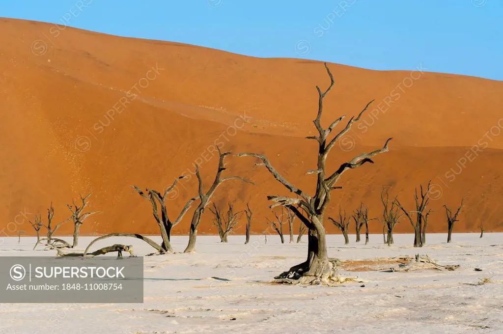 Dead acacia trees and red sand dunes, Dead Vlei, Sossusvlei, Namib Desert, Namib Naukluft Park, Khomas Region, Namibia