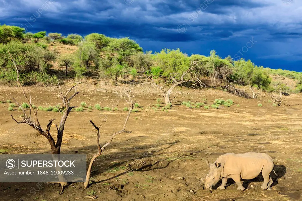 White Rhinoceros or Square-lipped Rhinoceros (Ceratotherium simum), Khomas Highland, Namibia