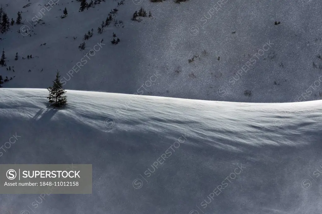 Mountain Pine (Pinus mugo) in the snow, Eisenerzer Alpen mountains, Styria, Austria