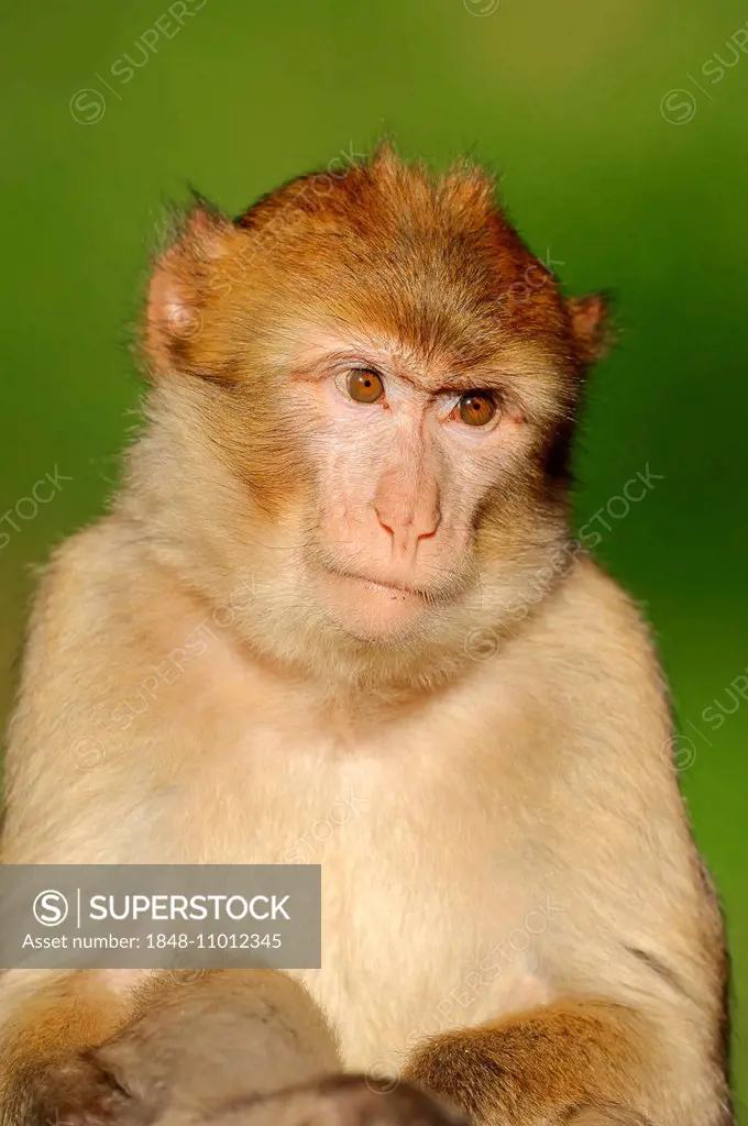 Barbary Macaque (Macaca sylvanus), young, native to Morocco, Algeria and Gibraltar, captive, Germany
