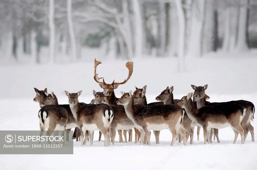 Fallow Deer (Dama dama), buck with does in winter, North Rhine-Westphalia, Germany