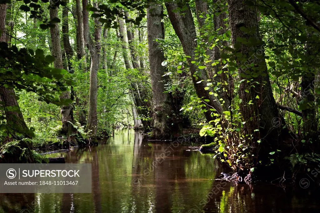 Forest landscape at Küstriner Bach, stream, Uckermark Lakes Nature Park, Brandenburg, Germany