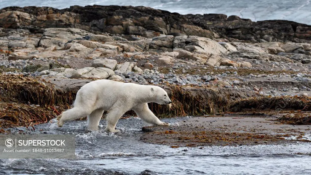 Polar Bear (Ursus maritimus), adult crossing creek, Kvitøya island, Svalbard, Spitsbergen, Norway