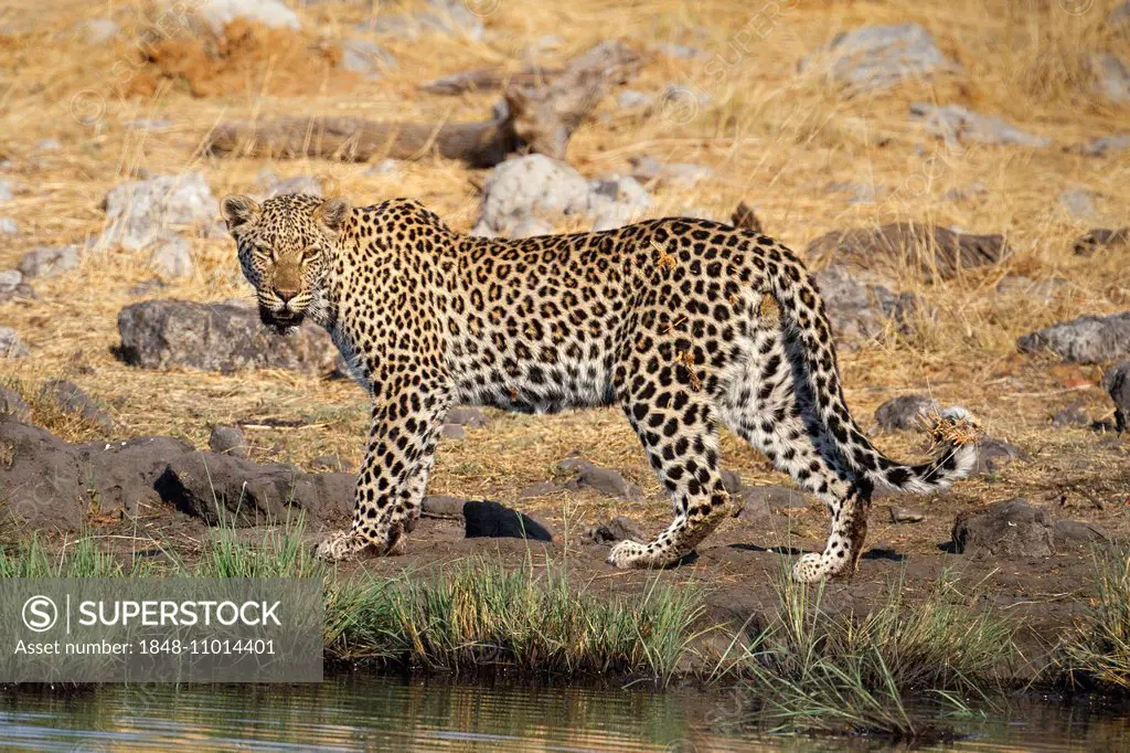 Leopard (Panthera pardus), waterhole, Etosha National Park, Namibia