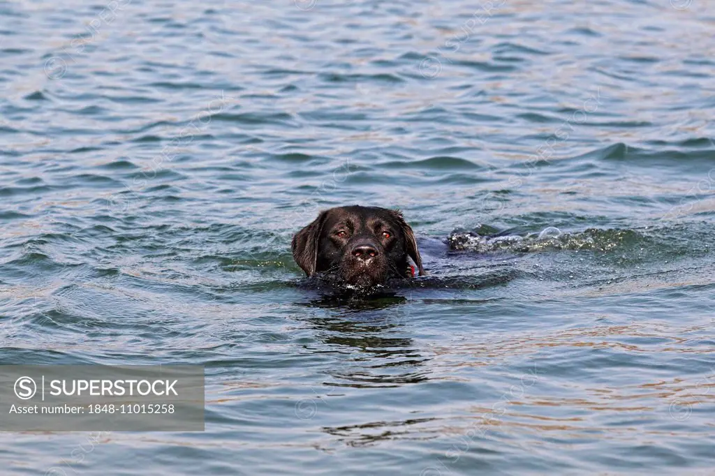 Black Labrador Retriever, dog, swimming