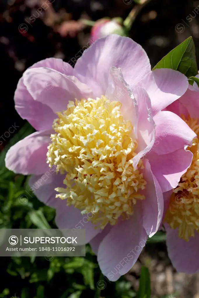 Chinese Peony 'Westerner' (Paeonia lactiflora 'Westerner'), herbaceous peony