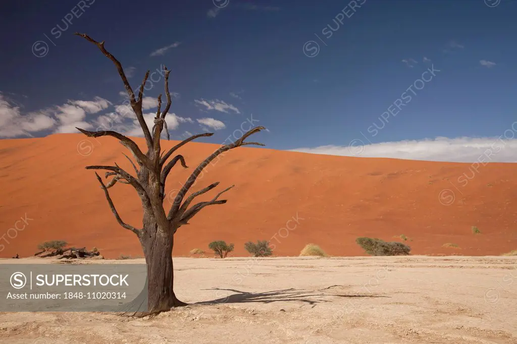 Dead tree in the Dead Vlei desert, Namib-Naukluft National Park, Skeleton Coast National Park, Hardap Region, Namibia