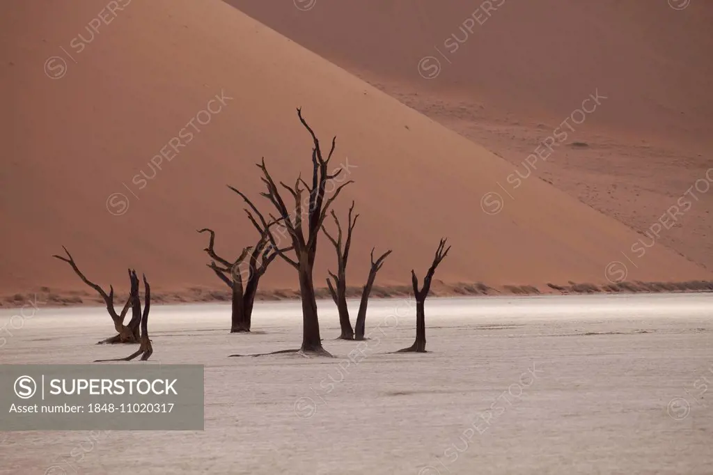 Dead trees in the Dead Vlei desert, Namib-Naukluft National Park, Skeleton Coast National Park, Hardap Region, Namibia