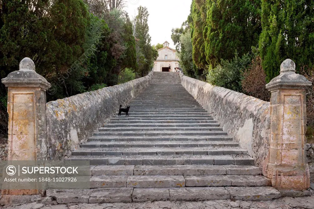 Stairs to the Calvary with a dog, Pollença, Majorca, Balearic Islands, Spain