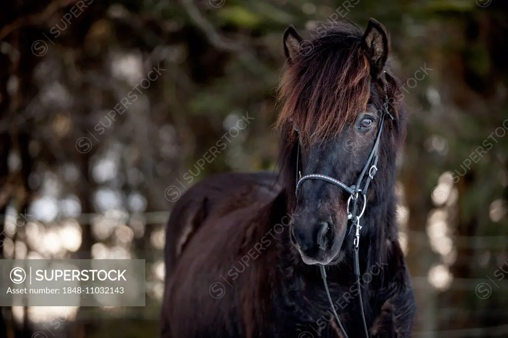 Black Icelandic Horse, gelding, Austria