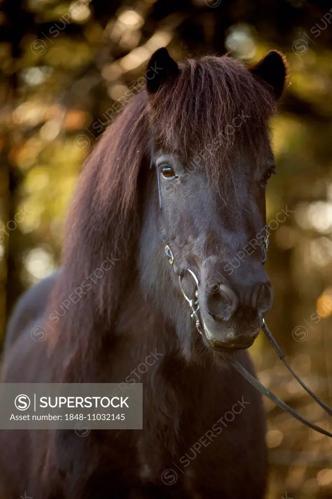 Black Icelandic Horse, mare, Austria