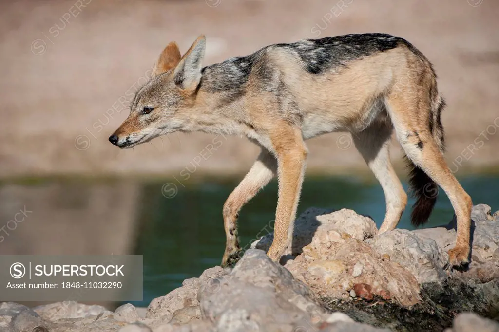 Black-backed Jackal (Canis mesomelas) at a waterhole, Kgalagadi Transfrontier Park, Northern Cape, South Africa