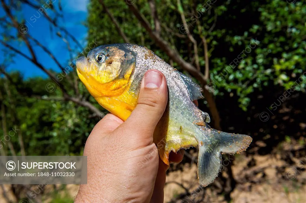 Man holding a piranha, Pantanal, Mato Grosso do Sul, Brazil