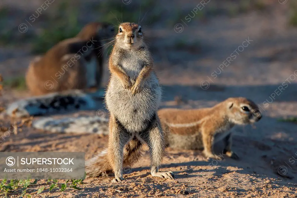 Cape Ground Squirrel (Xerus inauris), Kgalagadi Transfrontier Park, Northern Cape, South Africa