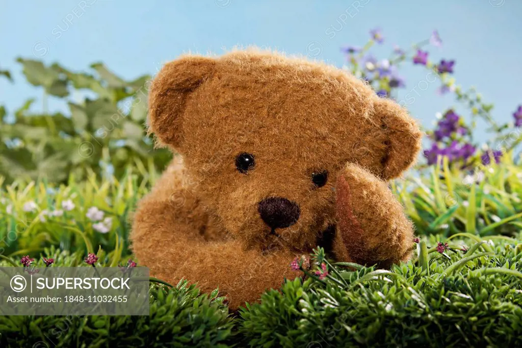 Teddy bear lying in the grass