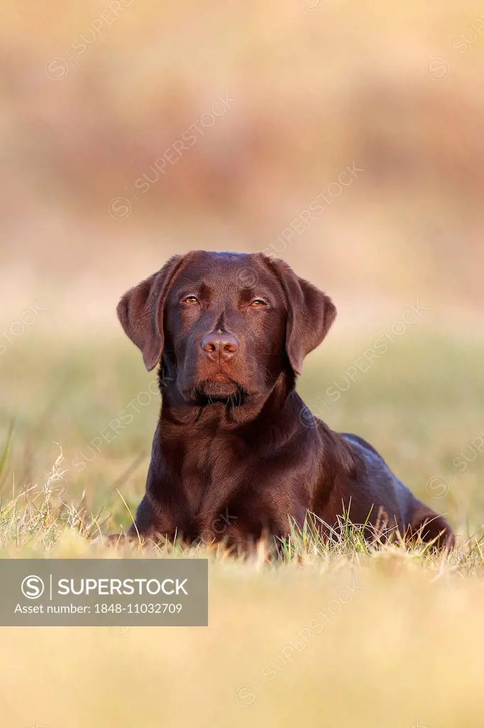 Chocolate Labrador Retriever, male dog lying in the grass, Germany