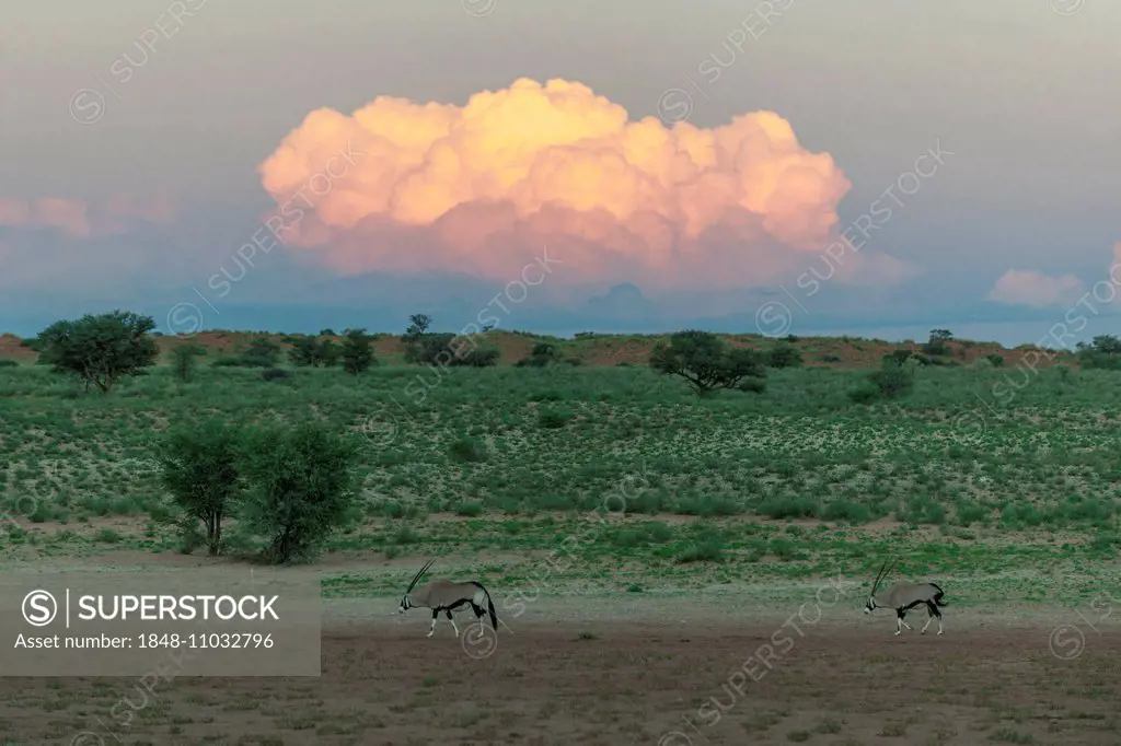 Illuminated cloud over the Auob Valley with Gemsboks (Oryx gazella), Mata Mata, Kgalagadi Transfrontier Park, South Africa