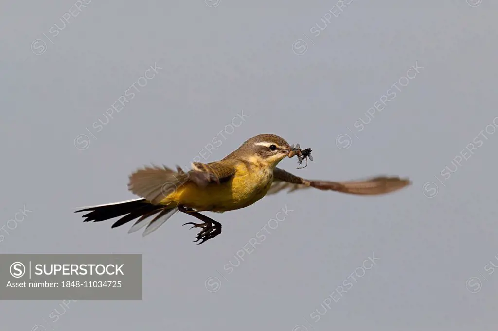 Western Yellow Wagtail (Motacilla flava) in hovering flight with prey, approaching, Strohauser Plate, Lower Saxony, Germany