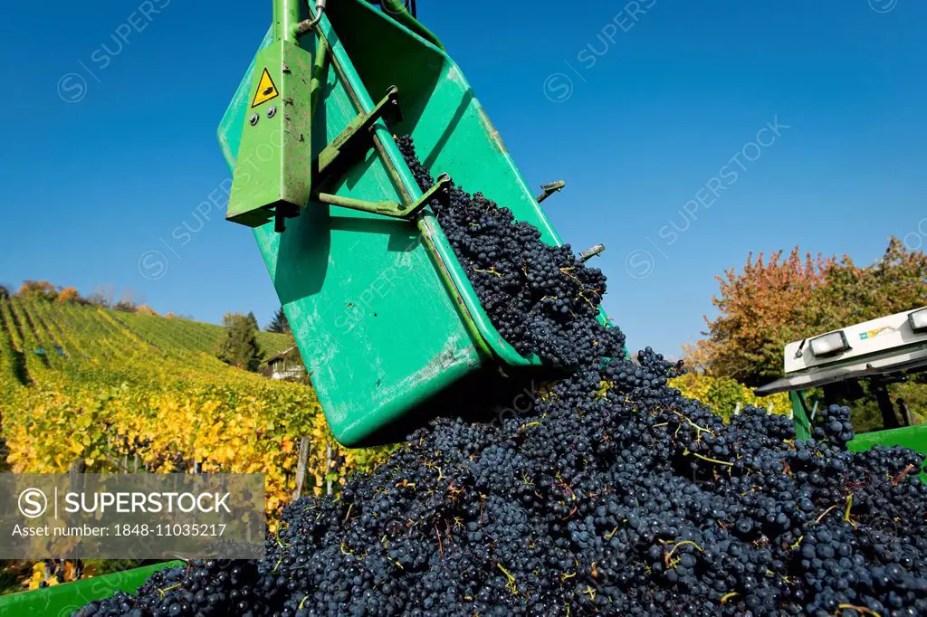 Harvested grapes are collected on tractor trailers, vineyard, Stuttgart, Baden-Württemberg, Germany