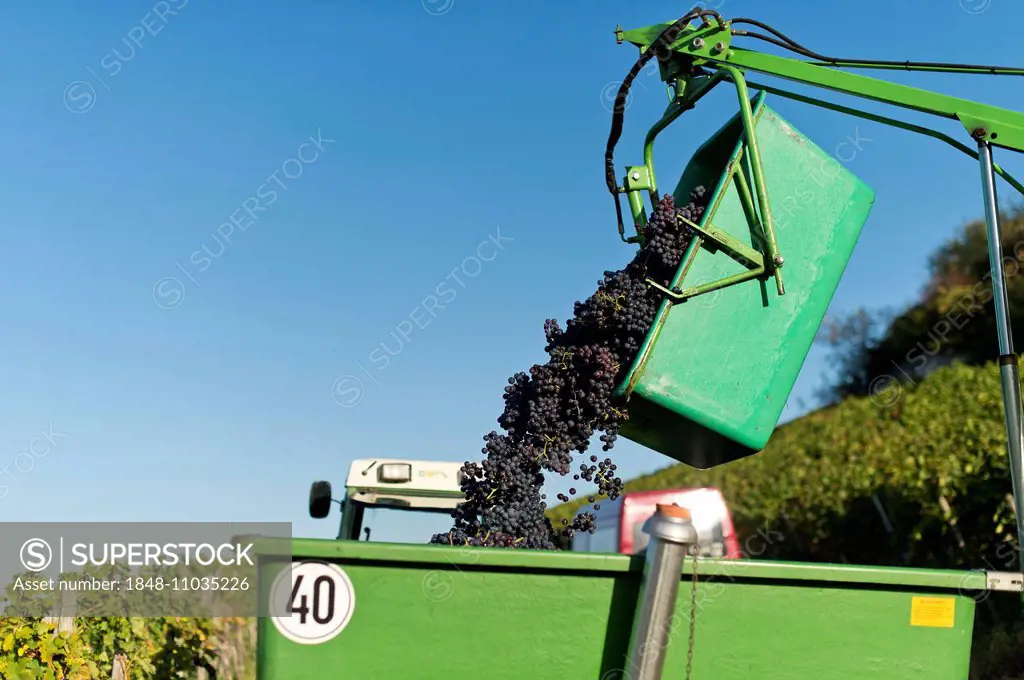 Harvested grapes are collected on tractor trailers, vineyard, Stuttgart, Baden-Württemberg, Germany